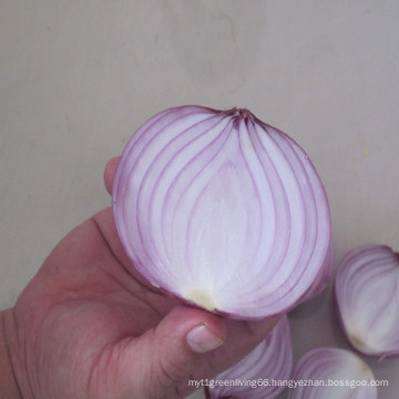 2016 Fresh Good Tasty Onion Hot Sale